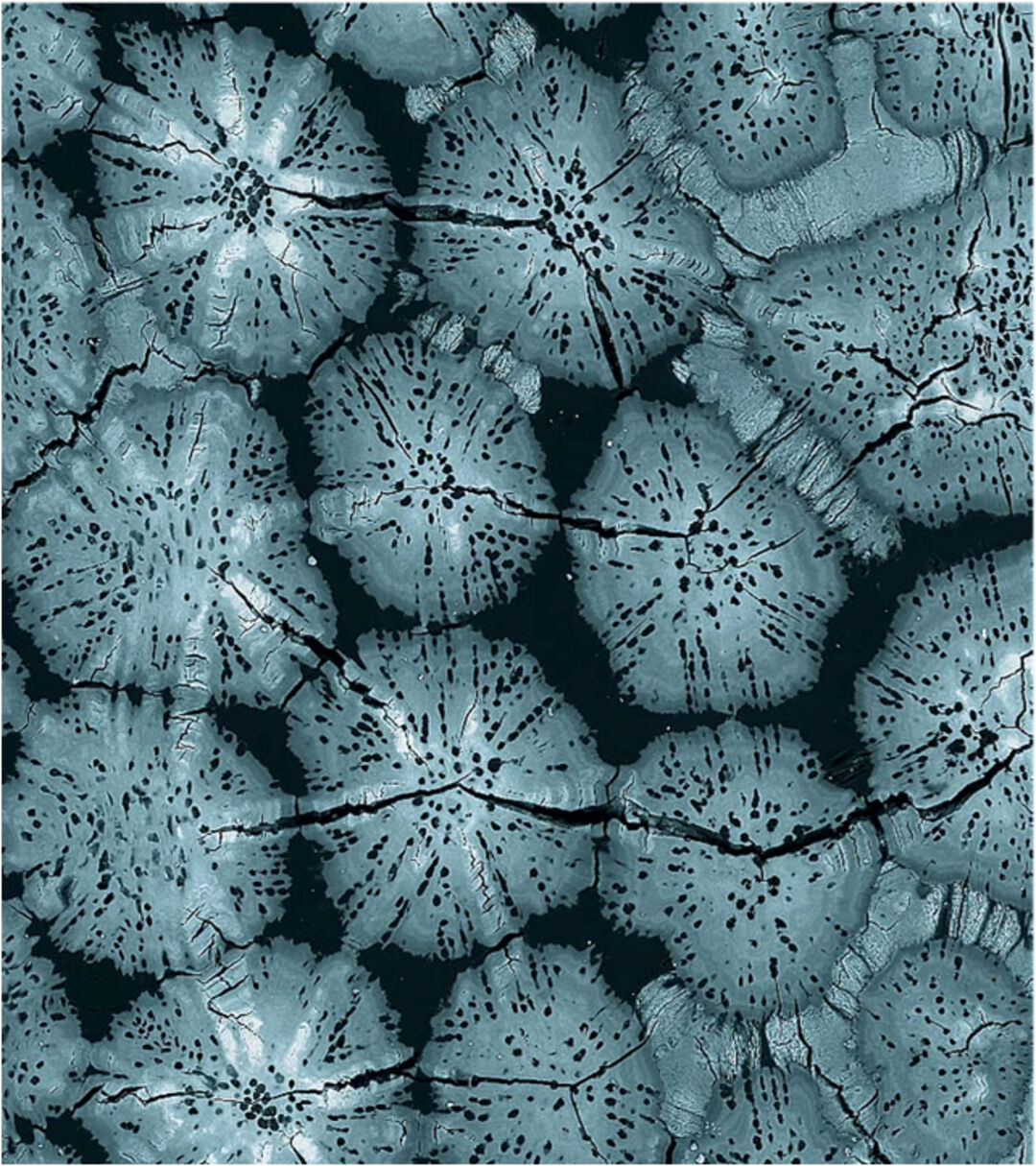 Tesselation in biology. Copyright: Mason Dean, Max Planck Institute of Colloids and Interfaces; James Weaver, Wyss Institute
