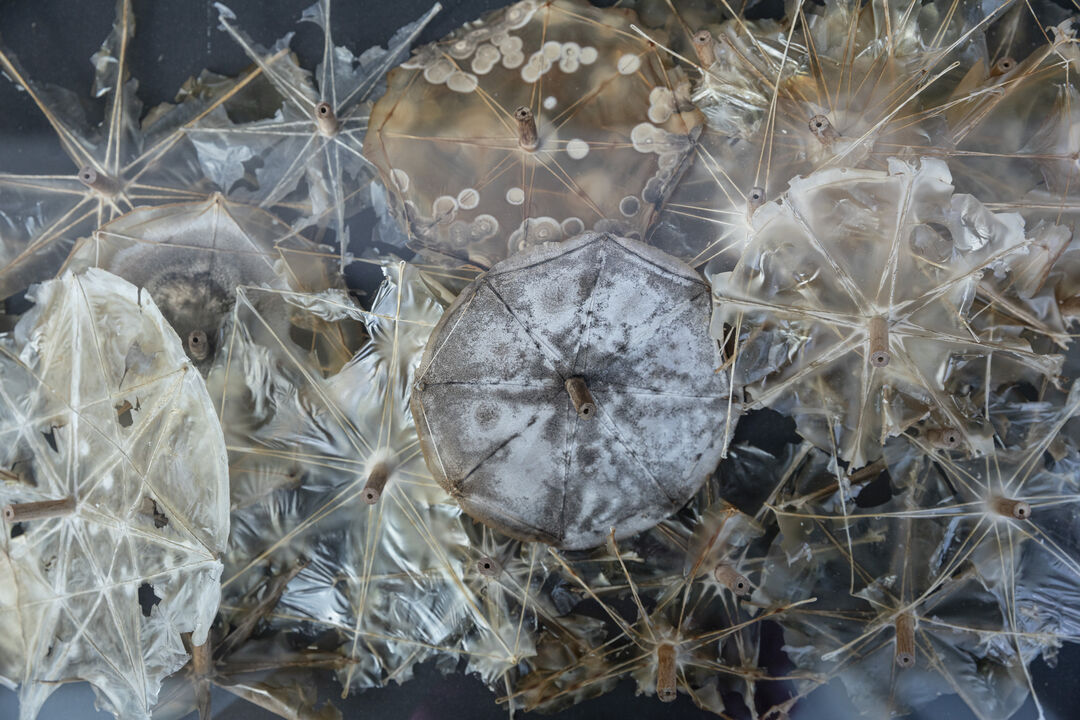 Co-Weaving Biofilms, Bastian Beyer, Iva Rešetar, Moritz Liedtke, Regine Hengge, Installation for Bauhaus Museum Dessau, 2025, photo: Michelle Mantel. Copyright: Matters of Activity

