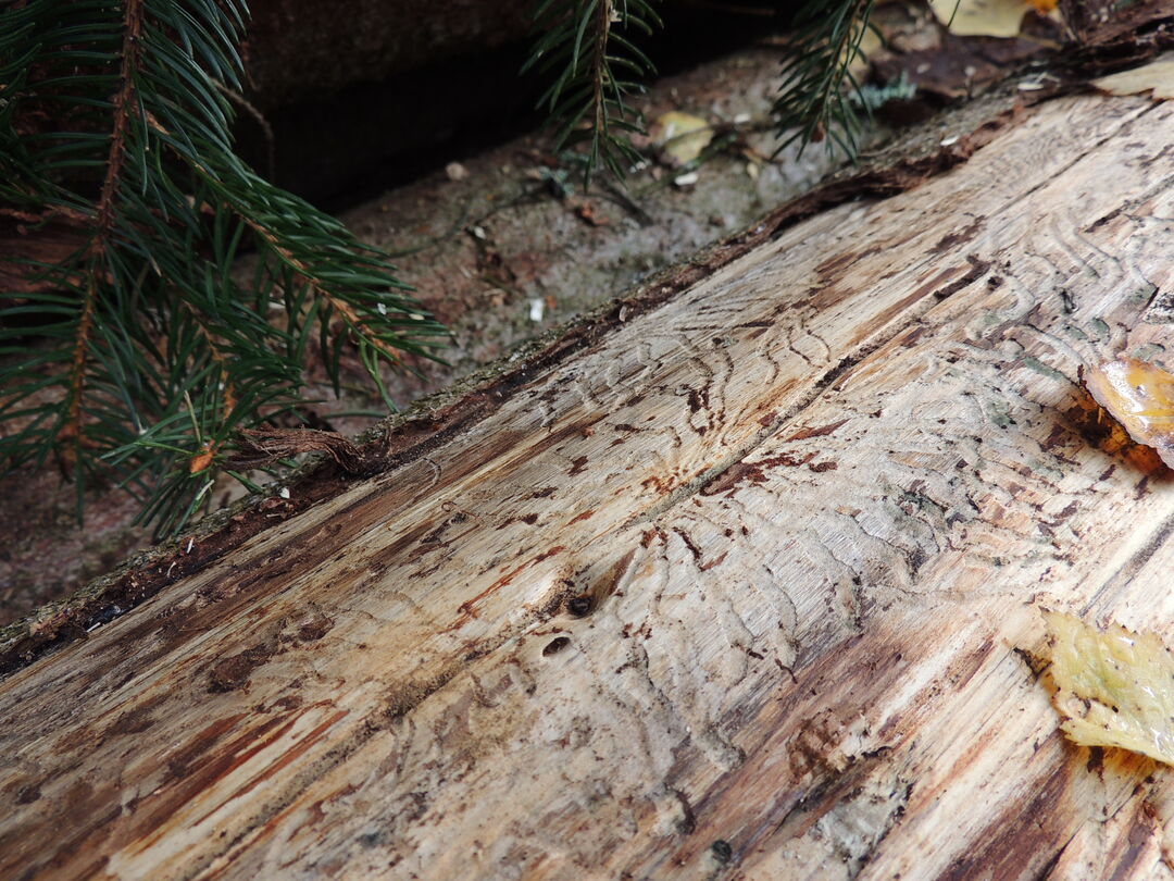 Beetle-infested Spruce. Copyright: Pelin Asa, MPICI
