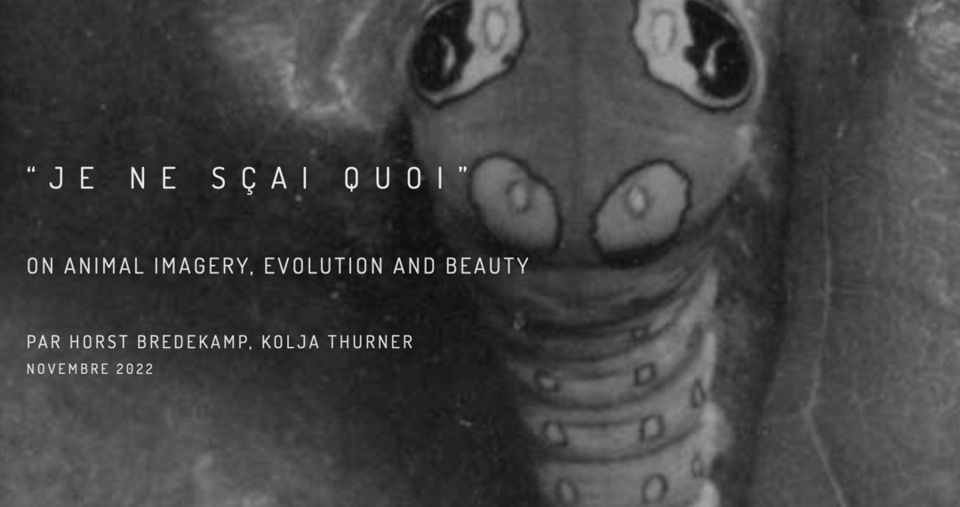 Screenshot: https://revuecaptures.org; Cornelius E. Klots, A Spicebush Swallowtail Caterpillar (<em>Papilio Troilus</em>) in Intimidating Mode (s.d.). Copyright: Cornelius E. Klots  
