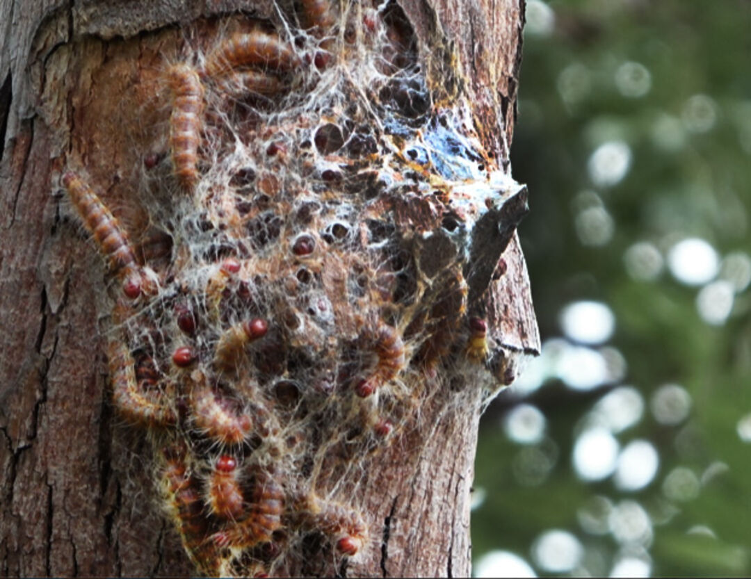 Caterpillars spinning a nest in the Banforo area / Burkina Faso. Video Still. Copyright: Salif Sawadogo
