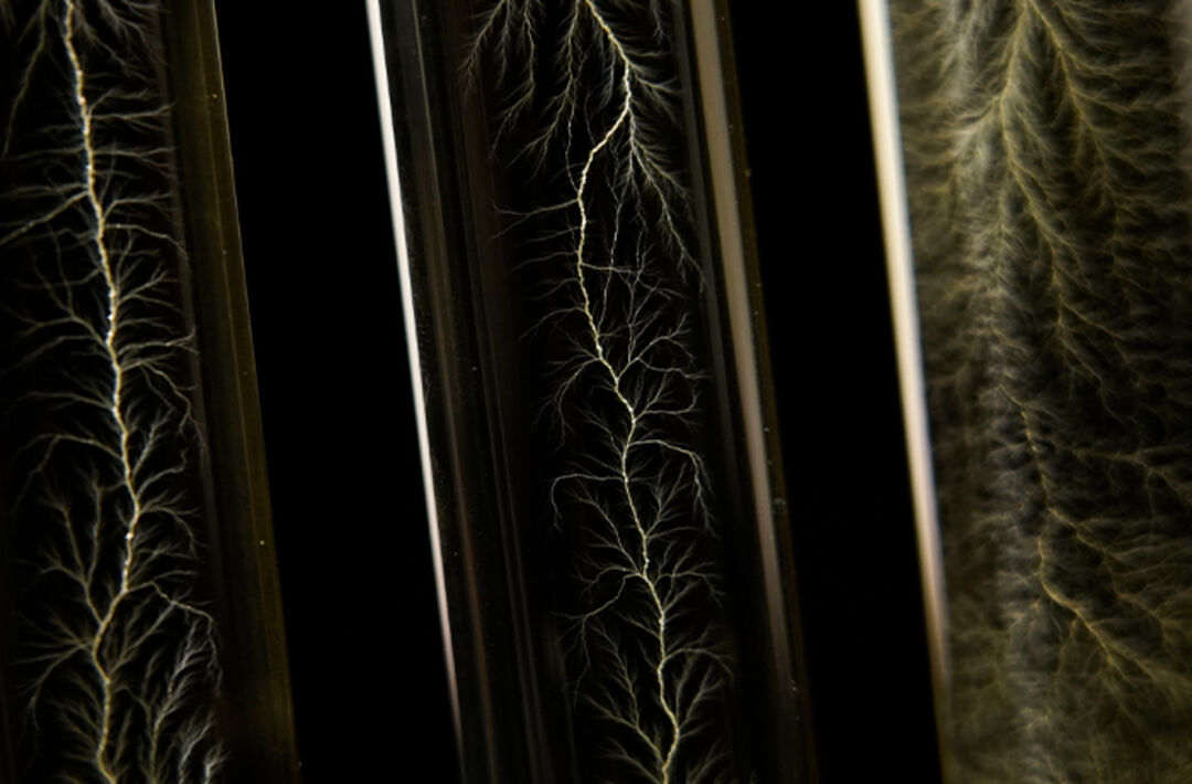 Emile de Visscher, Vascularizations, still of video article released on 15 January 2025 at <em>.able</em> journal.
