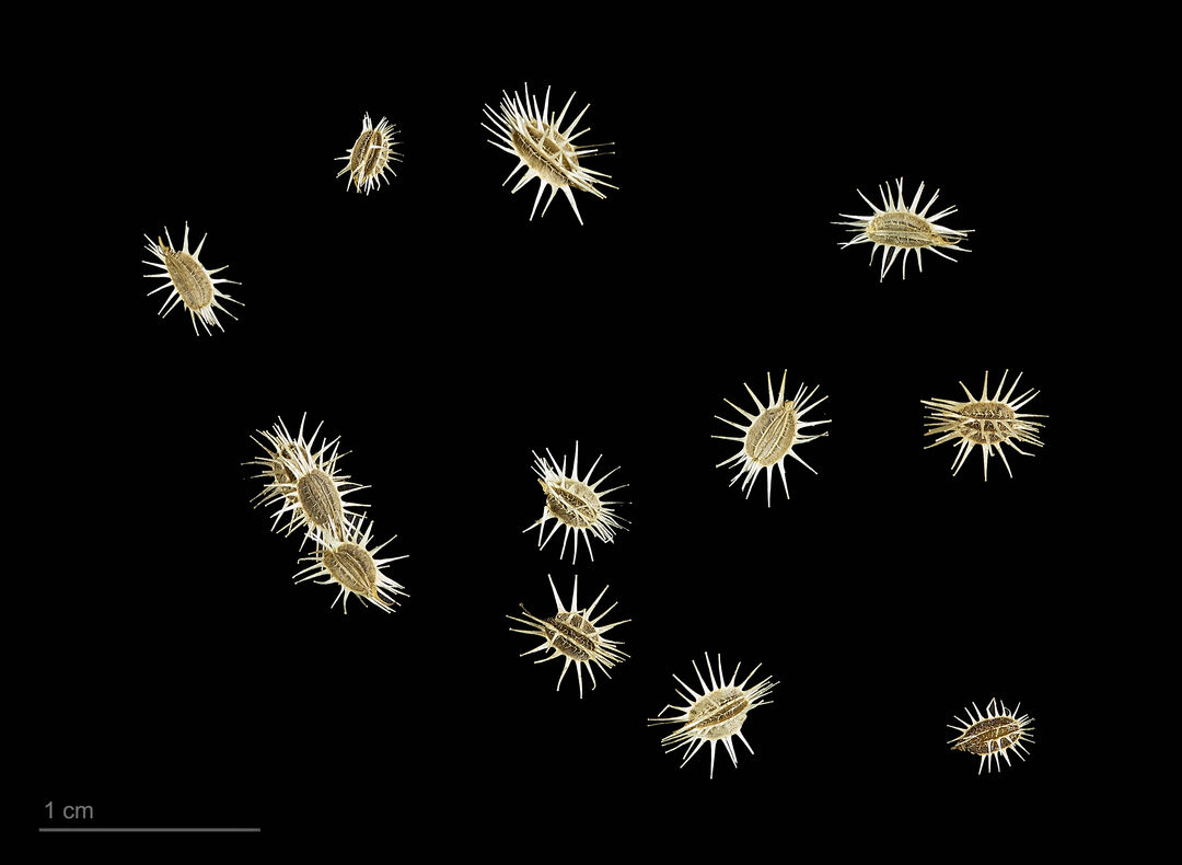 Seeds of the Daucus Carota plant: self-activity as an example of experimental systems. Copyright: Wikimedia Commons
