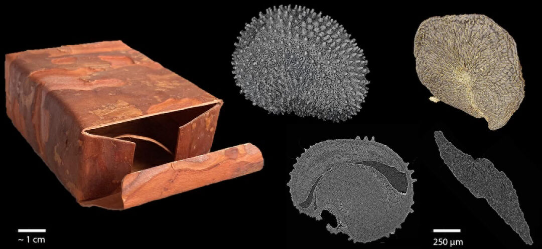 Seed Coats. Copyright: Michaela Eder
