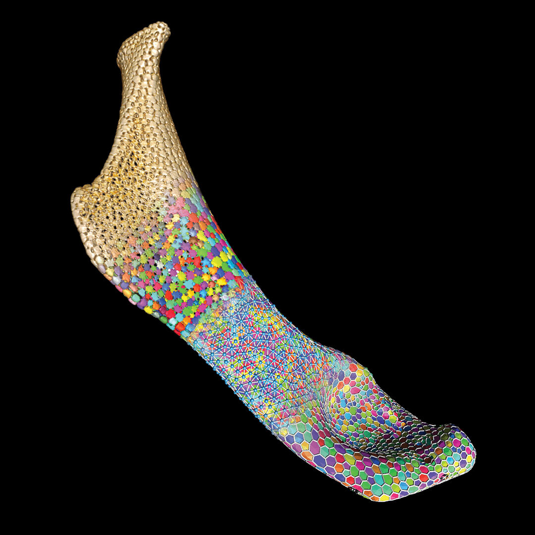 Hyomandibula - Tesserae shapes and their growth. Image: Mason Dean
