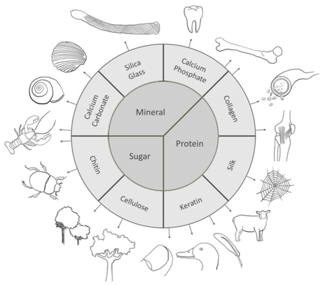 Biological materials are built with a limited number of building blocks, based on polysaccharides, proteins, and minerals. Copyright: Julia Blumenthal 
