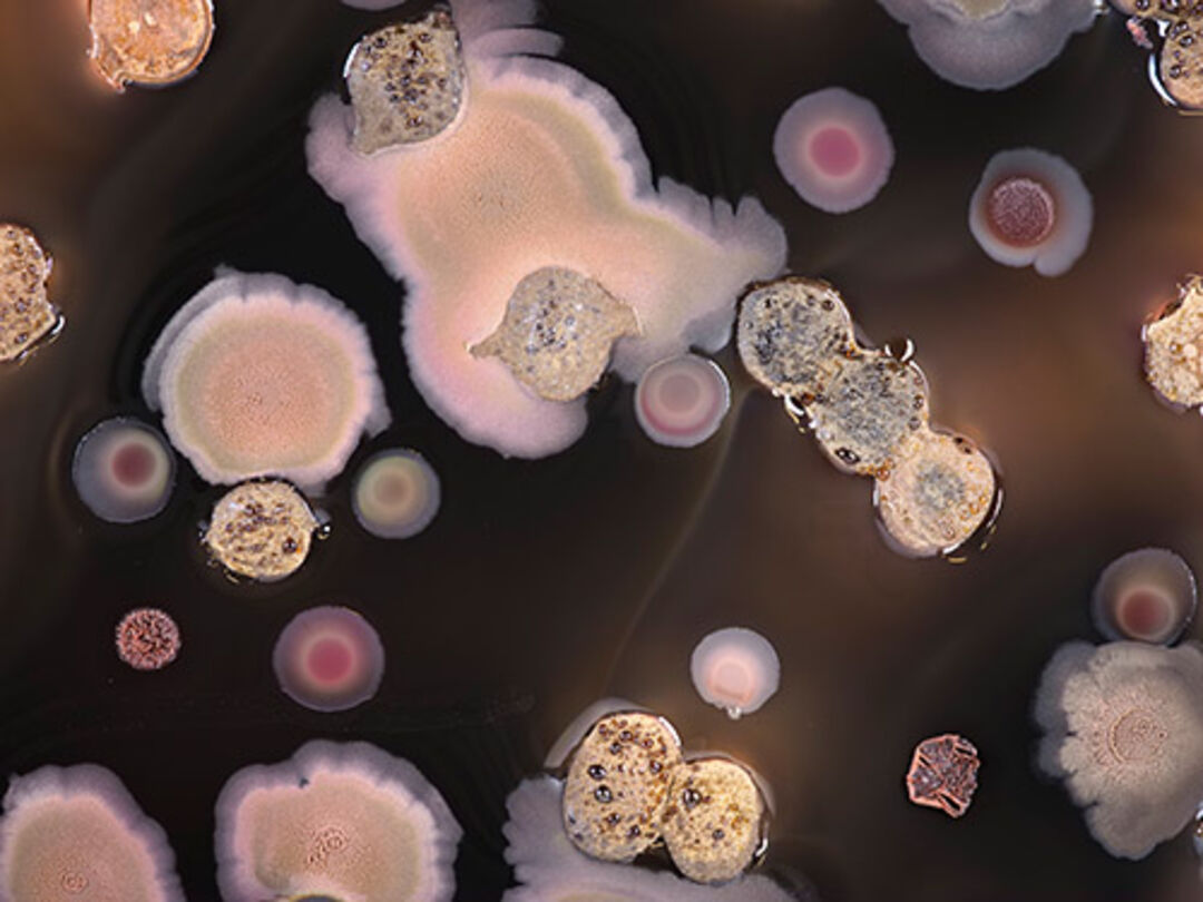 »Re-Enactment« mit lebenden Bakterien in einer großen Petrischale: Visualisierung der Interaktionen von Bakterien und den Schoten einer Pflanze, die bei der Schlammfärbung von Textilien von Bedeutung sind. (Foto: José I. Hernández Lobato und Regine Hengge/HU)
