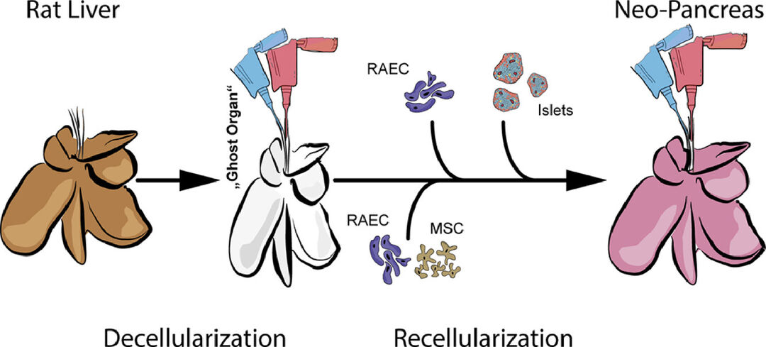 Copyright: https://www.sciencedirect.com/science/article/pii/S1742706120305365?dgcid=author
