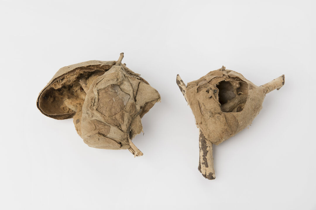 Wild Silk Cocoons. Copyright: Michelle Mantel
