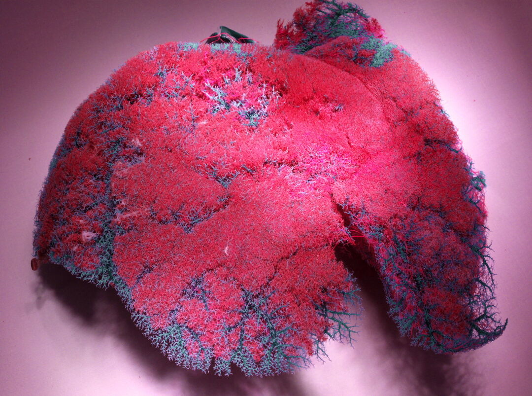 Extra-Cellular Matrix Liver at Experimental Surgery Lab. Copyright: Igor Sauer
