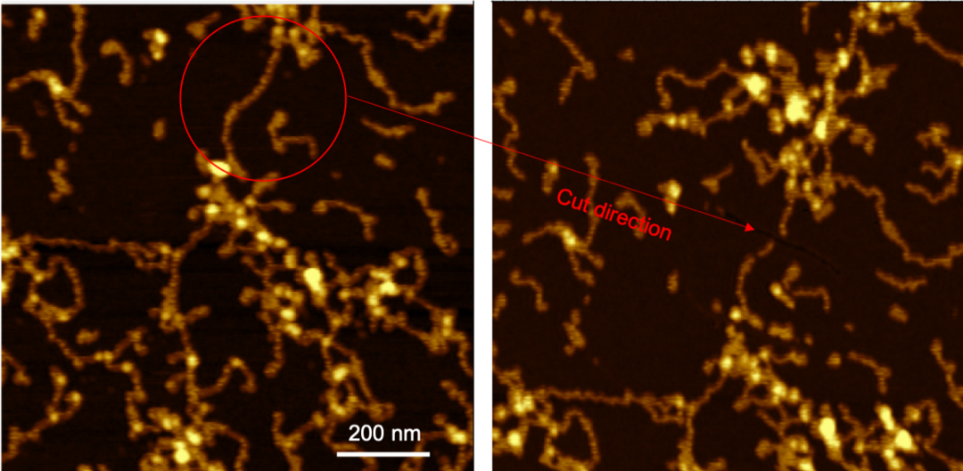 Scanning force microscope (topography) image of single dendronized polymer chains deposited onto Muscovite Mica crystal and Cut of the polymer chain by applied shear force using scanning probe microscope sharp tip. Magnification of 357000x. Copyright: Mohammad Fardin Gholami
