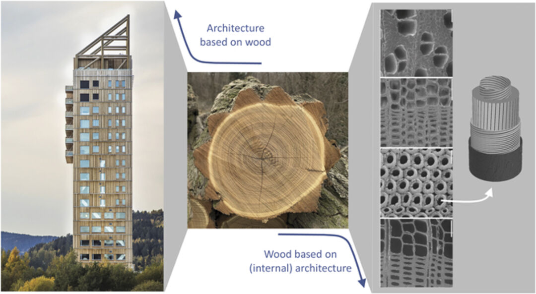 Multiscale architectures. Left: the wooden tower of Lake Mjøsa, Norway Reproduced with permission from [1]. Copyright: Voll Arkitekter AS & Ricardo Foto. Right: the internal structure of wood based on parallel tube-like wood cells with diameters in the range of tens of microns (shown for several wood species from top to bottom). The white arrow points to a sketch where nanometer-thick cellulose fibrils are indicated by black lines [2] John Wiley & Sons. Copyright: 2020 The Authors. Published by Wiley-VCH GmbH
