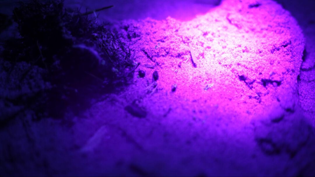 Tracing paraffin accumulations. Fieldwork on the coastline of the Curonian Spit in the Neringa Nature Reserve, Léa Perraudin and Iva Rešetar. 2024. Copyright: Iva Rešetar
